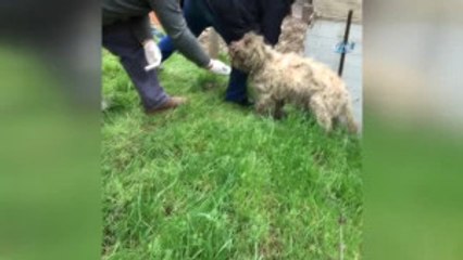 Konteynere Kapatılan Köpeğin Hayatı, Gelen İhbarla Değişti