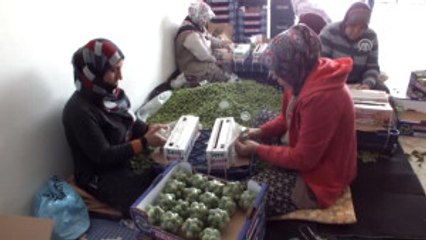 Kayısı Çağlası 10 Liradan Alıcı Buluyor