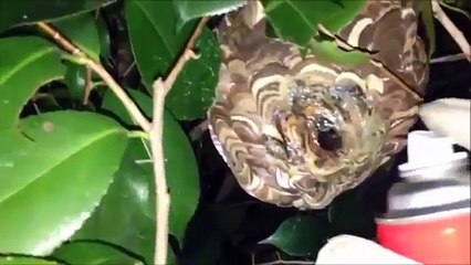 【閲覧注意】キチガイが爆竹でハチの巣を駆除してみた結果・・