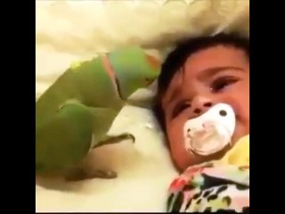 Ce perroquet réconforte un bébé !