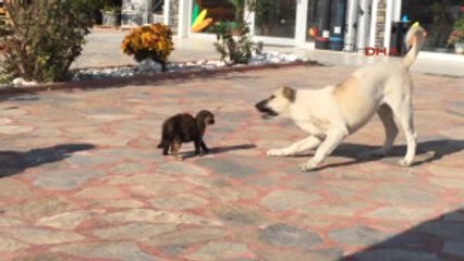 Tekirdağ Yavru Kedi, Yiyeceğini Vermemek Için Köpeğe Karşı Çıktı