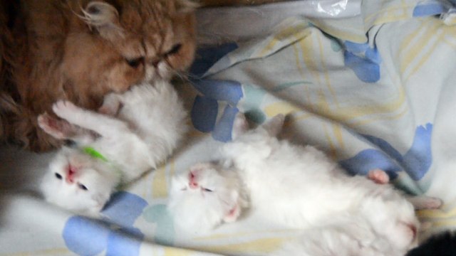 mes bébés trois semaines avec Mickey un beau bébé de 10 mois et leur maman Joéline