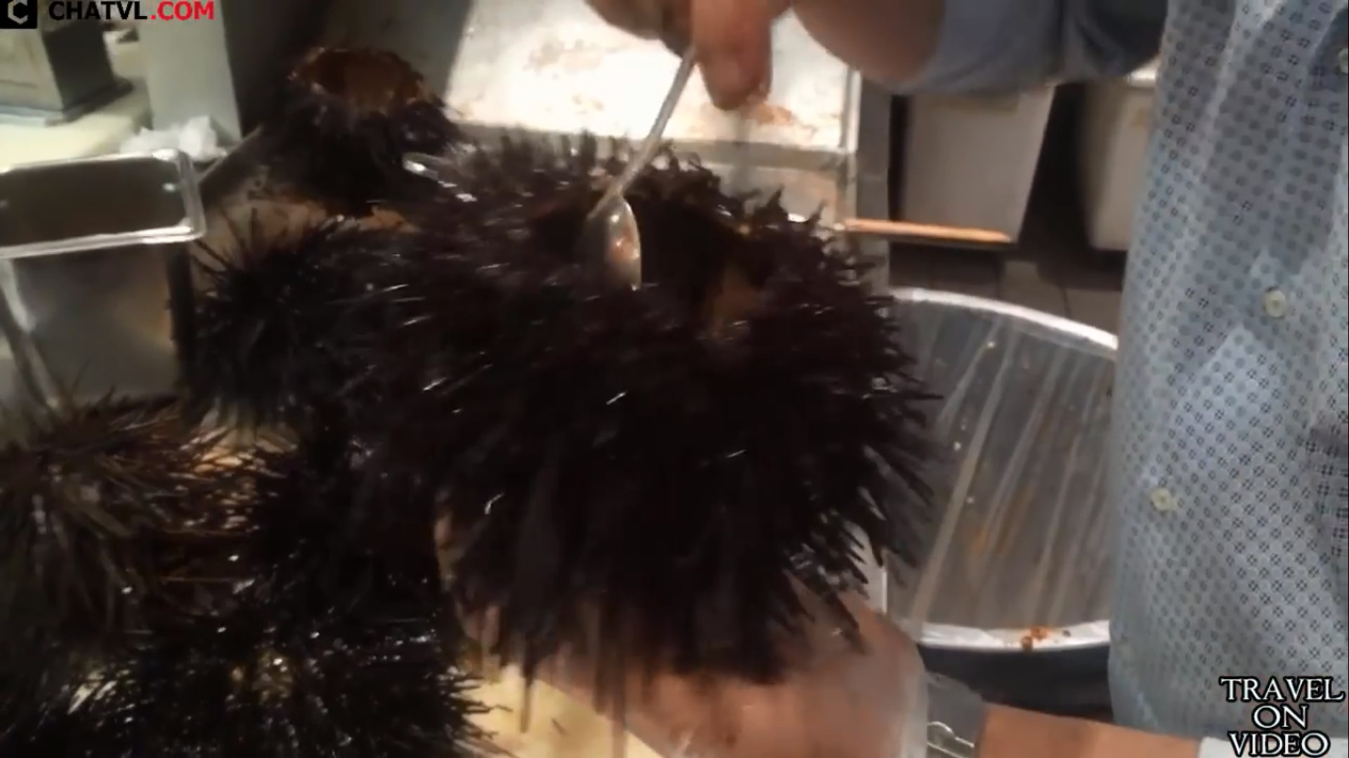 Eat sea porcupine alive in street of usa- usa street food