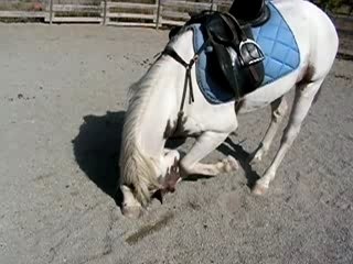 hidalgo a la reverence