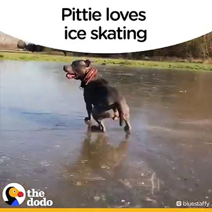 funny animals