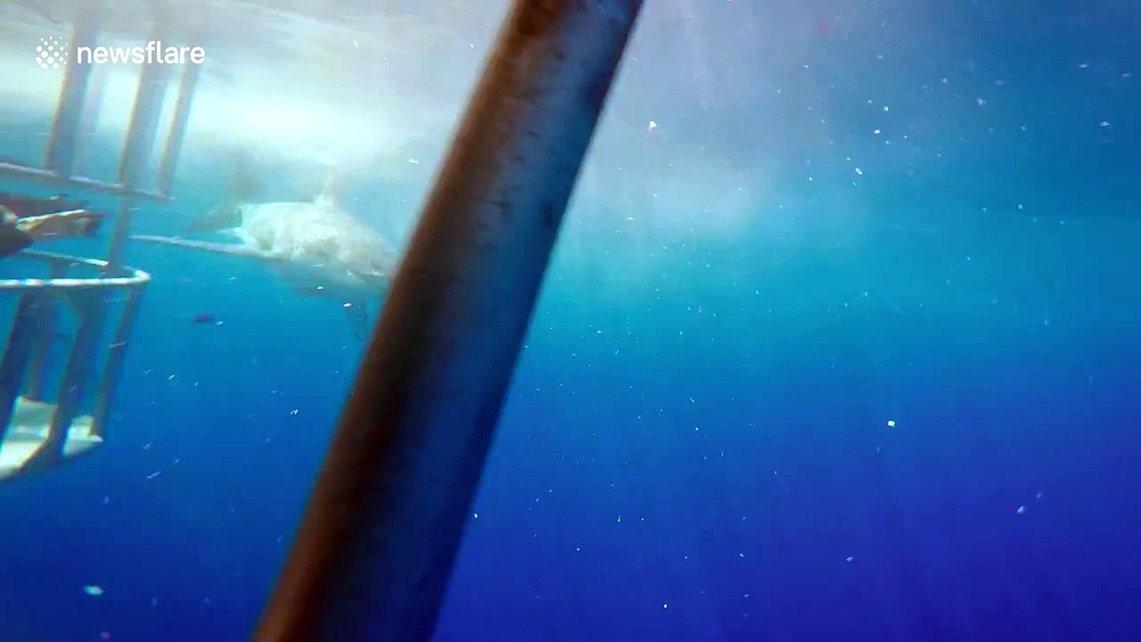 Curious great white shark comes in for close inspection of divers
