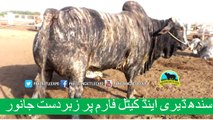 347 || Amazing Cow qurbani || Karachi sohrab Goth || Cow mandi || Sindh Dairy Cattle Farm