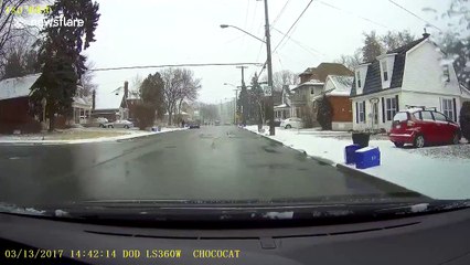 Seagull 'cuts off' driver in Canada