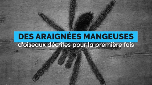 Trois espèces d'araignées mangeuses d'oiseaux décrites pour la première fois