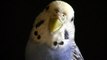 How to decide if owning a budgie/ parakeet is right for you and where to buy series #1