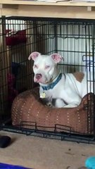 Une chienne devient complètement obsédée par des chatons et ne veut plus s'en séparer !