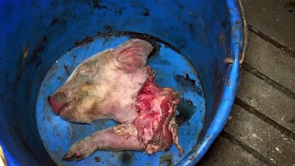 Maltraitance des animaux d'élevage : L214 publie une nouvelle vidéo