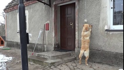 The dog wants to return home but no one opened the door. His intelligence exceeds the limit!