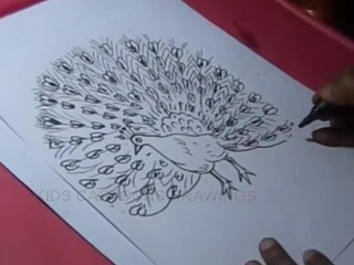 How to Draw Simple Peacock Drawing for Kids