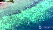 Study: Coral at risk of destruction by global warming