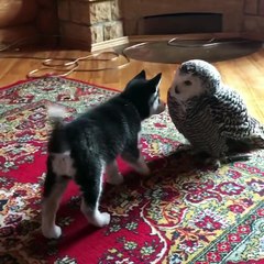 Amizade incomum entre um husky e uma coruja está conquistando a internet.