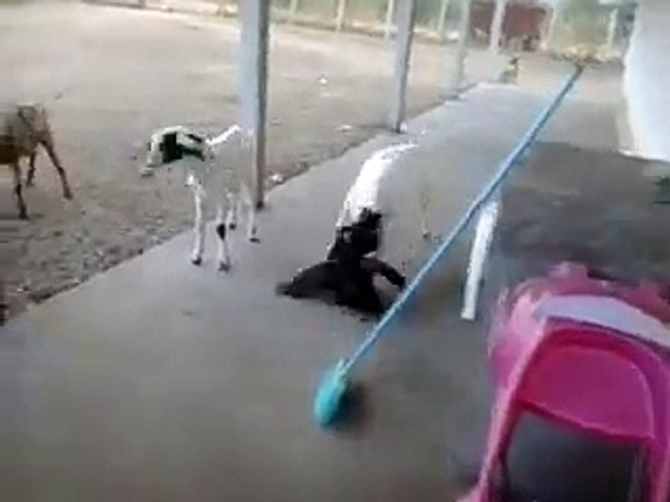 Goat Vs Hen