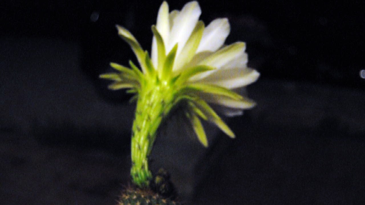 DSC.Fleur De Cactus_1326 2 ((!! !!))