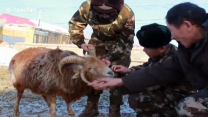 Ram with four horns spotted in Chinese farmer's house