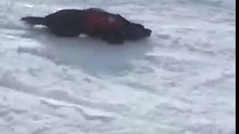 Spectaculaire ! Un chien d’avalanche fait de la glisse... Un bon moyen de se détendre, pour ce labrador qui sauve des vi