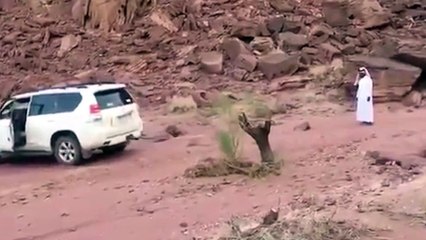 ¿A quién se le ocurre arrancar un árbol con un 4x4?