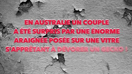 Une gigantesque araignée entrain de manger un Gecko
