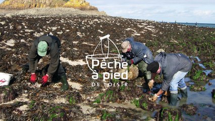 Effet du retournement des pierres par les pêcheurs à pied
