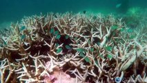 Study: Coral at risk of destruction by global warming