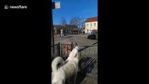 Cute dog howls along with siren