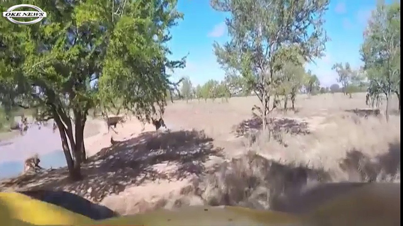 Ternyata begini cara bule berburu babi hutan...