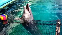 Osaka, Japan Public Aquarium - Arapaima - Pacu - Stingrays - Discus - Green Terrors - Seve