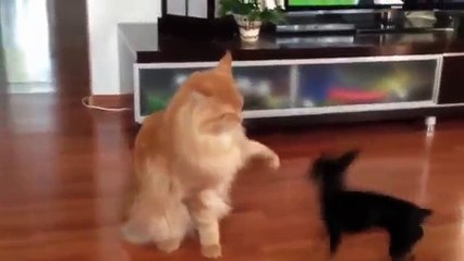 Смешные коты