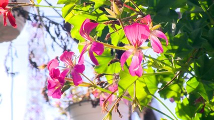 Trailer Botez Sara Silvia