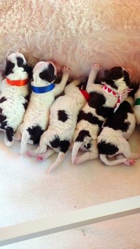 Jixi et ses chiots quelques heures après leur naissance...