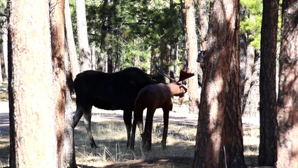 Quand un élan croise une statue en plein milieu d'une forêt, le résultat ne peut être qu'hilarant