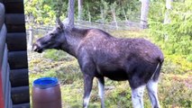 The Moose is Loose - Moose Video for  egfvwg4