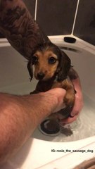 Cute puppy thoroughly enjoys her first bath