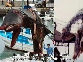 sea ​​monsters found at Newyork Beach