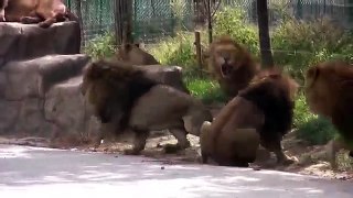 Lion vs Tiger fight - Amazing Predator Attacks