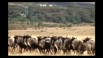 أسود مجنونه وشرسة في افتراس اضخم واقوى  الحيوانات