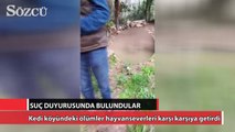 Kedi köyündeki ölümler hayvanseverleri karşı karşıya getirdi