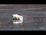 Report TV - Kashar, thyhet akulli i liqenit vdes gjatë lojës fëmija 12 vjeç