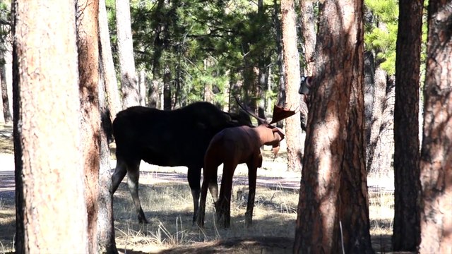 Looking for love: Moose cuddles up next to statue of a moose