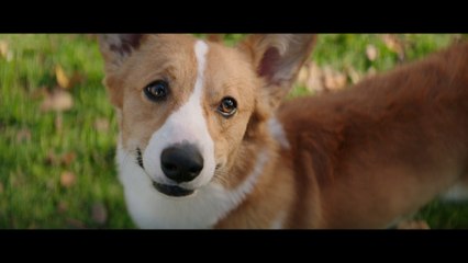 MES VIES DE CHIENS - Extrait - "Coup de foudre" - VOST