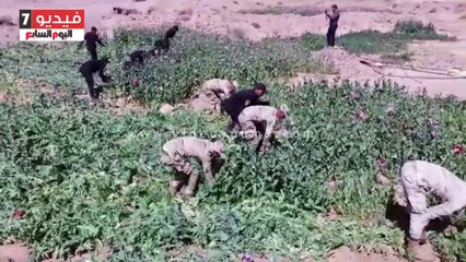 تدمير 165 مزرعة للمخدرات بـ40 فدانا فى رأس سدر