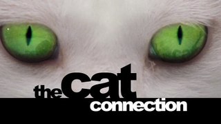 BBC Мир природы Загадочные кошки (2003)