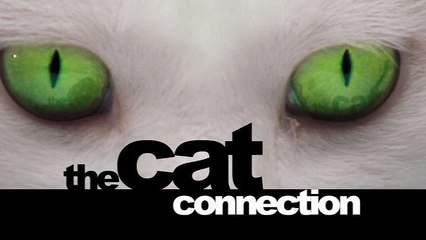 BBC Мир природы Загадочные кошки (2003)