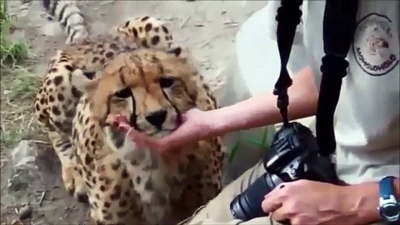 【感動】お腹を空かせたライオンが獲物の赤ちゃん動物を守る姿に世界が感動【野生動物の母性に涙】