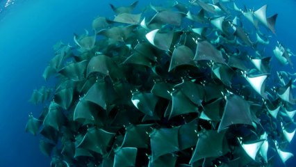Did you know that stingrays belly flop to attract mates?