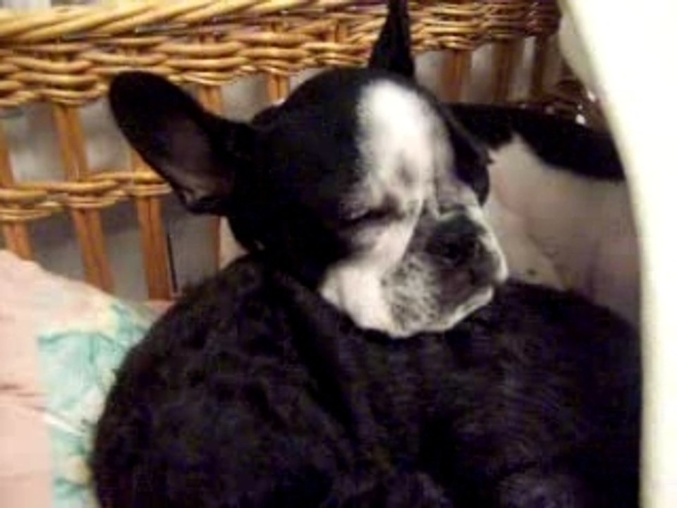 Stitch, le bouledogue français qui ronfle